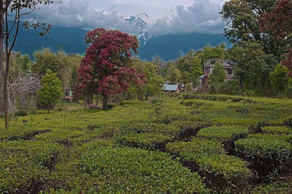 Montañas del Valle de Kangra