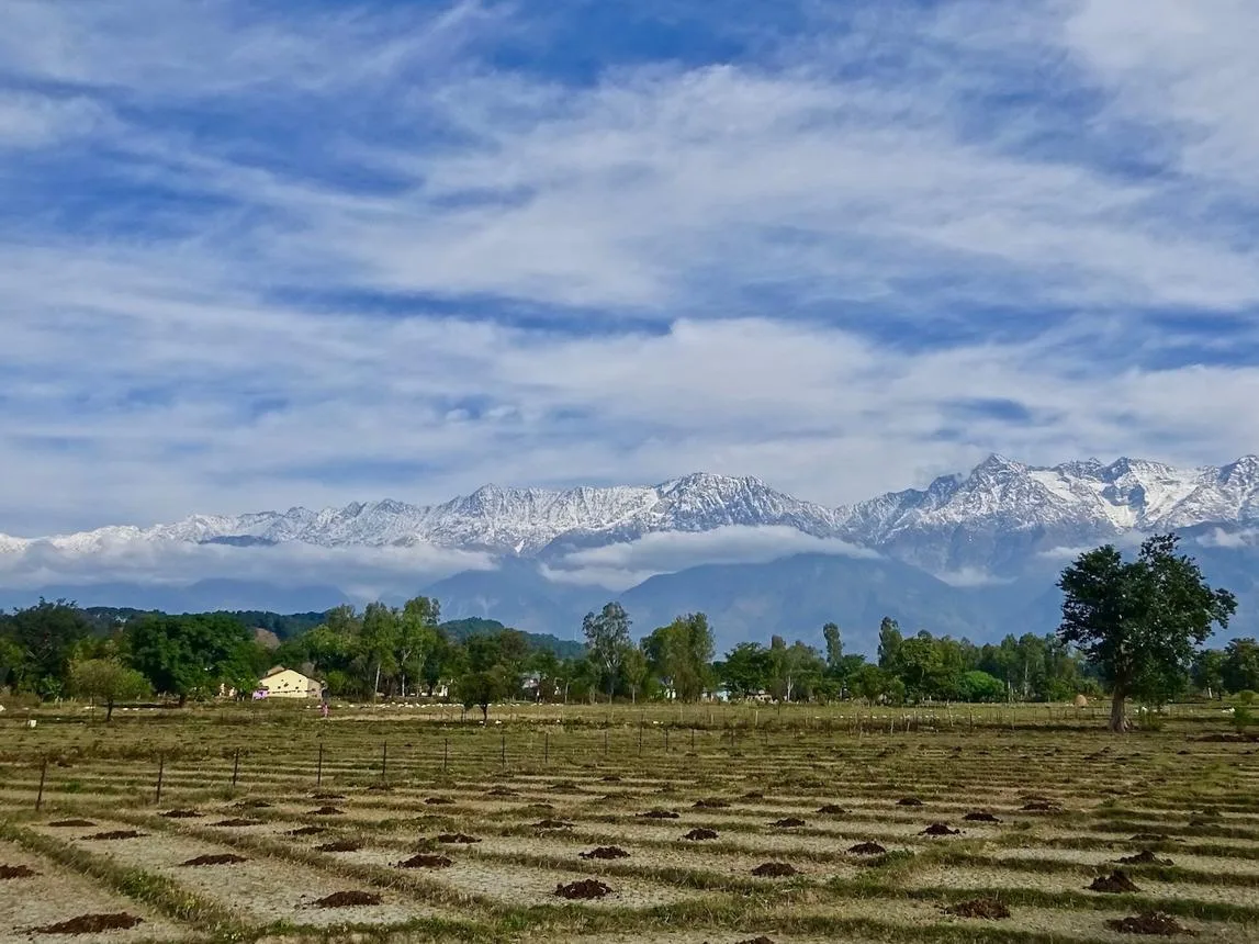 Bosques del Himalaya en Kangra