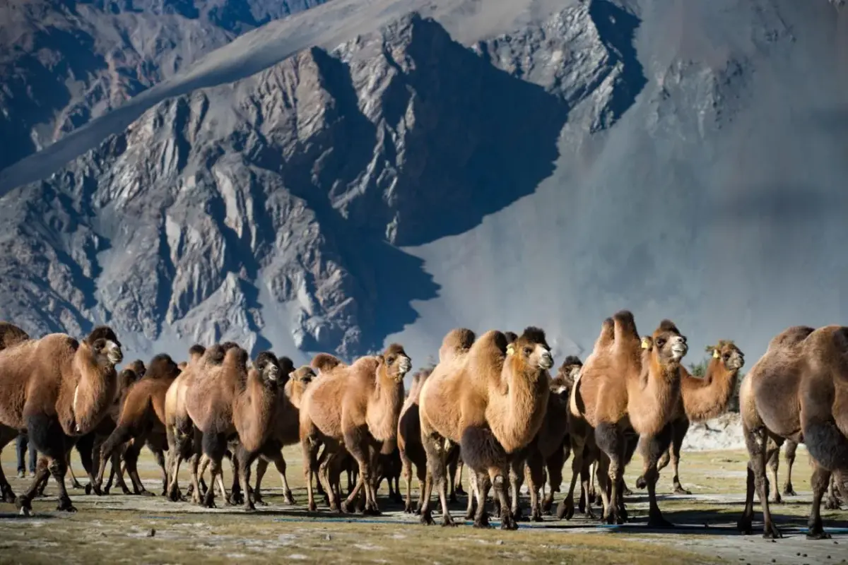 Budismo tibetano en Leh