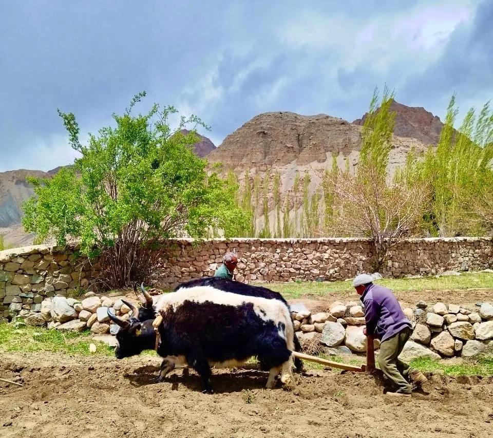 Paisaje de Nubra con oasis