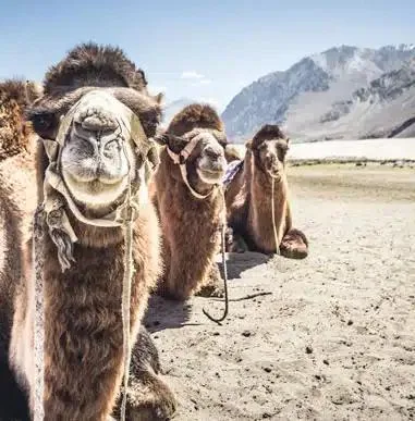 Camellos bactrianos, símbolo de Nubra