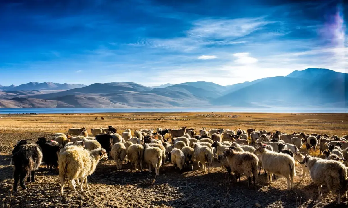 Pangong con montañas de fondo